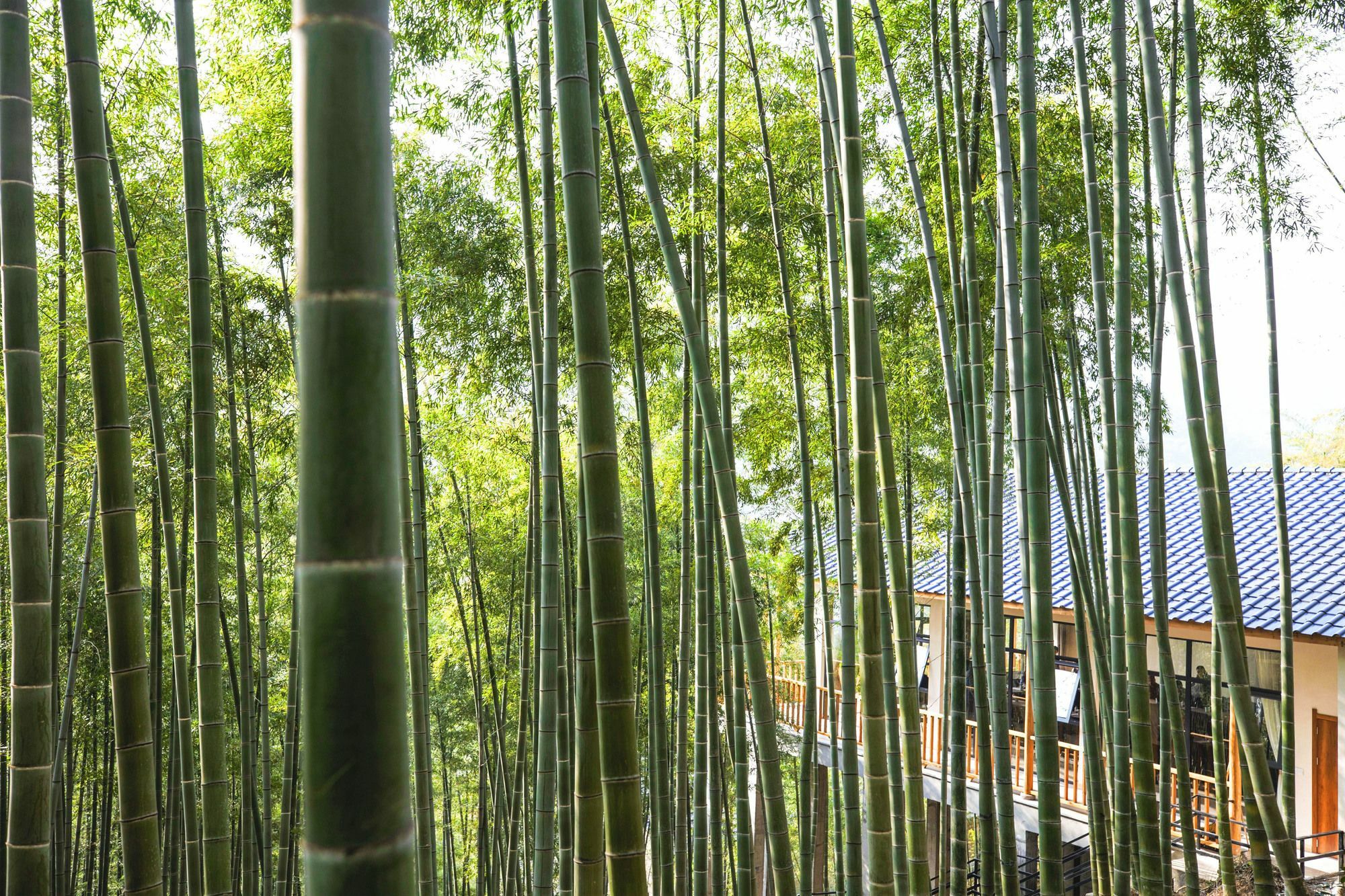 Moganshan Yinhuawu Resort Esterno foto